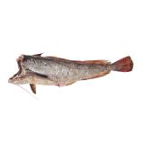 Whole Wild Atlantic Hake