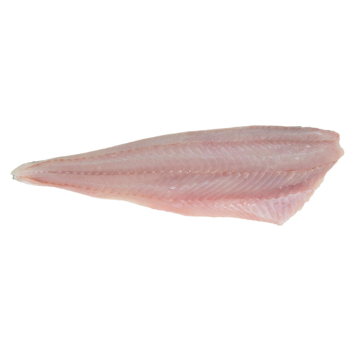 Skin On Pinbone In Farmed Pollock Filets Pollock Pierless Fish