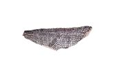 Skin On Pinbone In Wild Black Sea Bass Filets