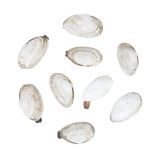 Farmed Steamer Clams