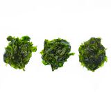Edible Sea Lettuce Seaweed