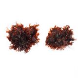 Edible Dulse Seaweed