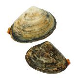 Farmed Surf Clams
