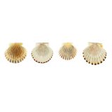 Scallop Bay Shells