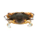 Wild Prime Soft Shell Crabs
