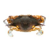 Wild Jumbo Soft Shell Crabs