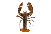 Live Whole Wild Lobster