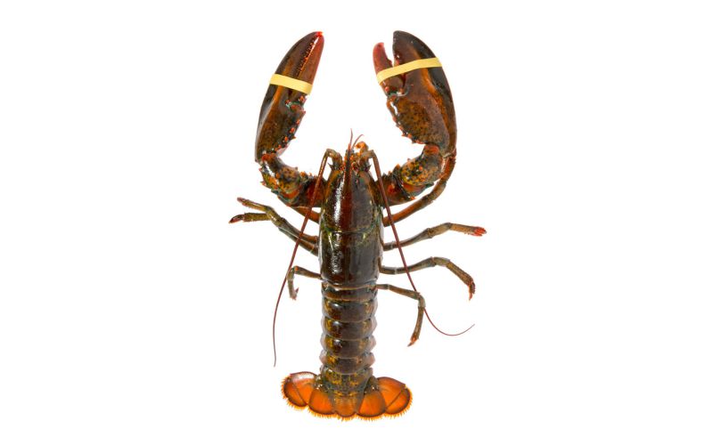 Live Whole Wild Lobster