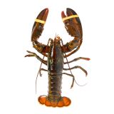 Live Whole Wild Lobster