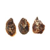 Blue Point Oyster