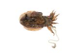 Frozen Dirty Sepia Cuttlefish