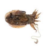 Frozen Dirty Sepia Cuttlefish