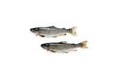 Whole Farmed Greenwalk Trout
