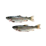 Whole Farmed Greenwalk Trout
