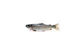 Scale & Gut Farmed Greenwalk Trout