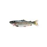 Scale & Gut Farmed Greenwalk Trout
