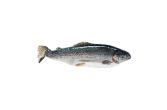 Scale & Gut Farmed Idaho Trout