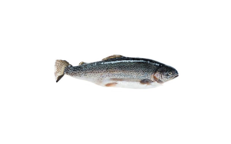 Scale & Gut Farmed Idaho Trout