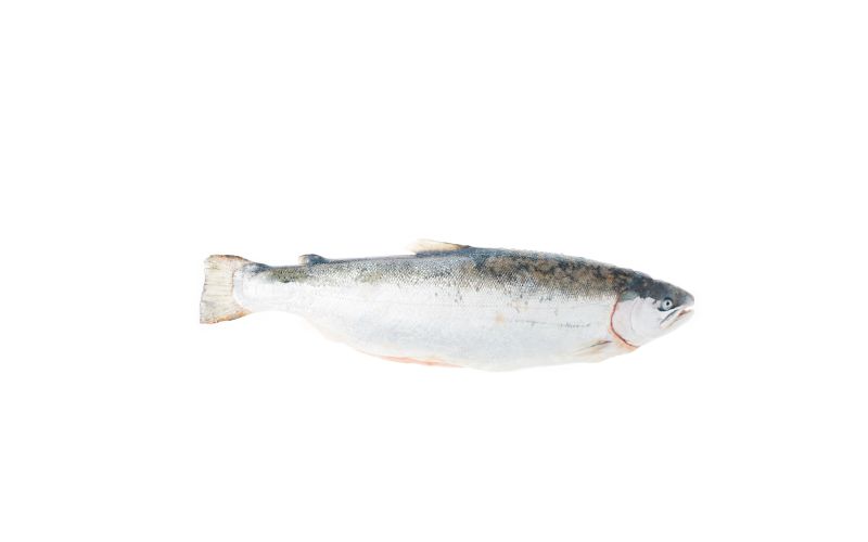 Whole Farmed Scottish Salmon