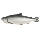 Scale & Gut Farmed Ora King Salmon