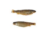 Whole Farmed Smoked Trout