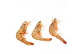 Head On U12 Shrimp