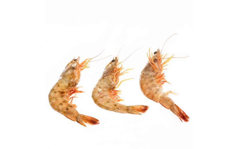 Head On U12 Shrimp